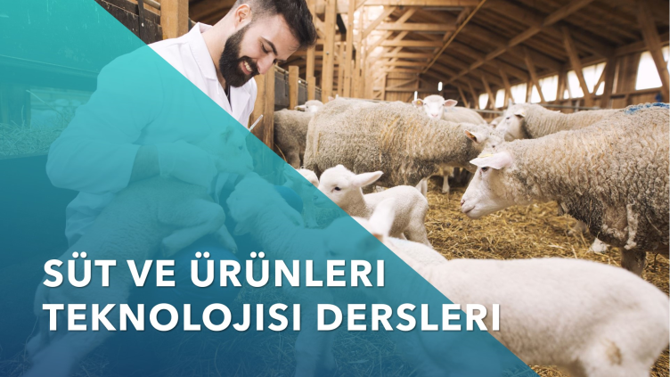 Süt ve Ürünleri Teknolojisi Bölümü Dersleri Nelerdir?